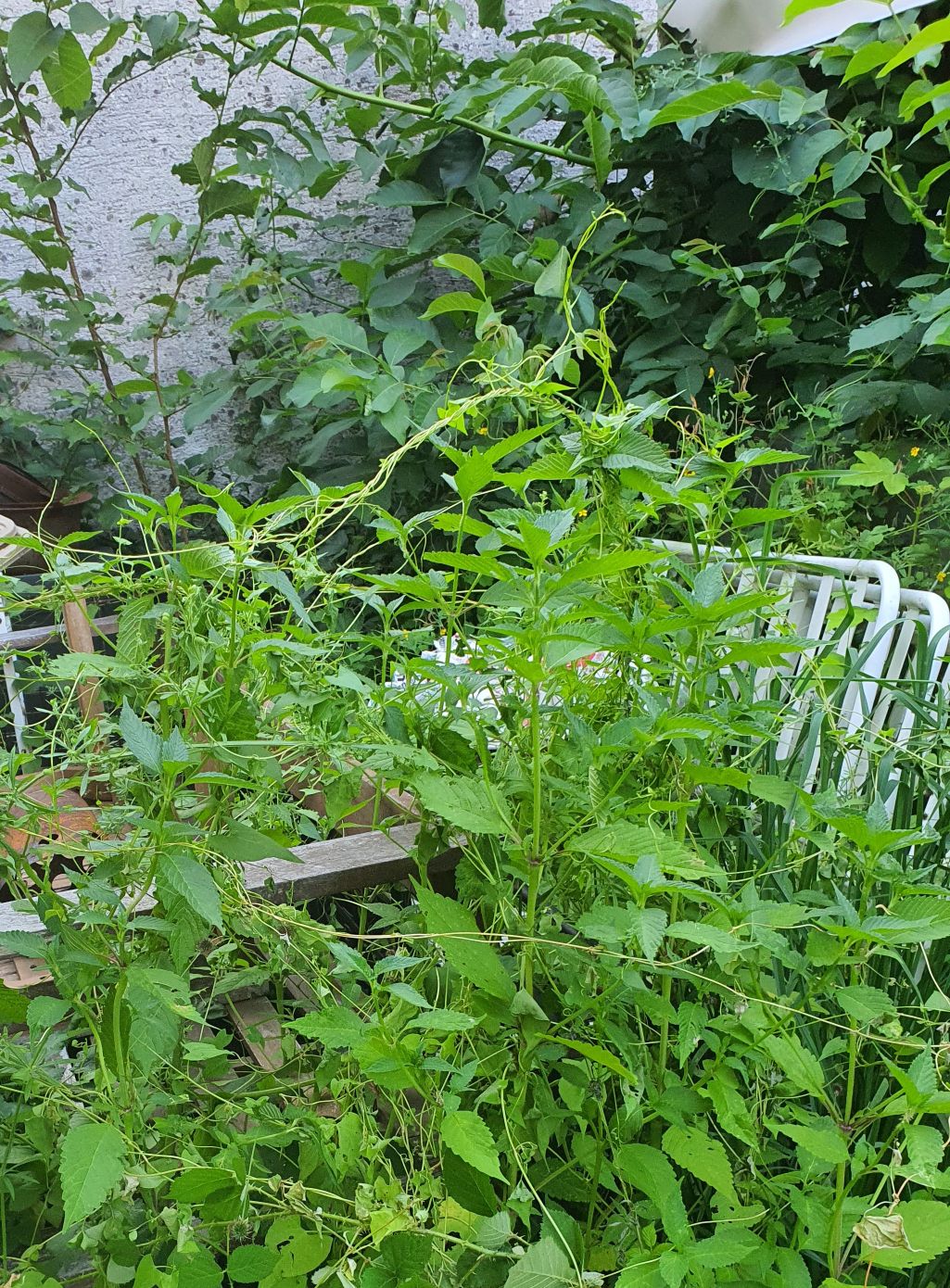 GartenImmo, Sessel, ZXS, 20250702_065352
